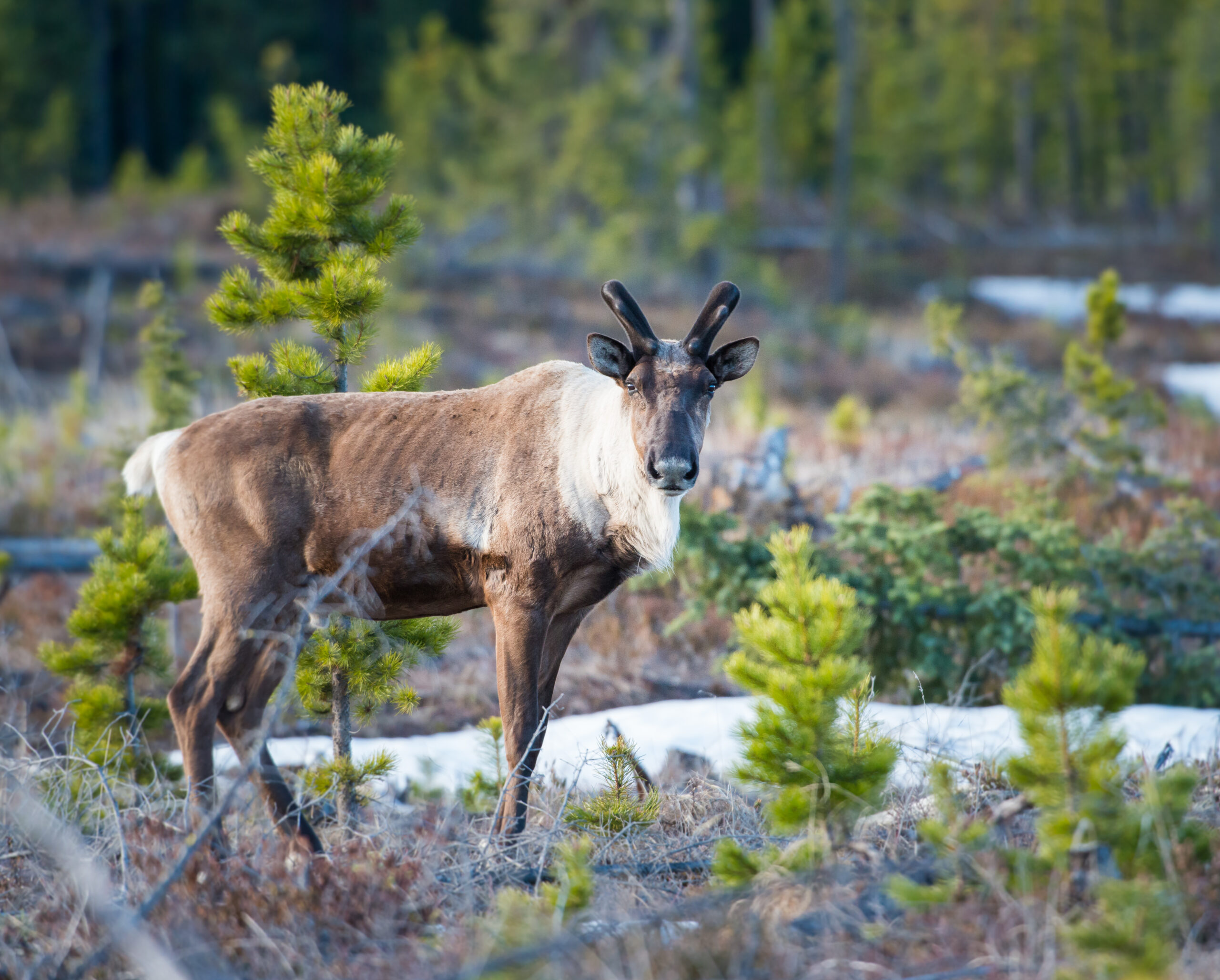 Golden Opportunity To Address Cumulative Effects On Indigenous Rights ...